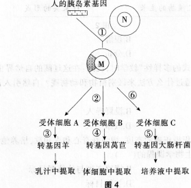 中学生物学科知识与教学能力,预测试卷,2021年教师资格证考试《生物学科知识与教学能力》（初级中学）名师预测卷2