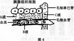 中学生物学科知识与教学能力,预测试卷,2021年教师资格证考试《生物学科知识与教学能力》（初级中学）名师预测卷3