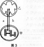 中学生物学科知识与教学能力,预测试卷,2021年教师资格证考试《生物学科知识与教学能力》（初级中学）名师预测卷3