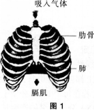 中学生物学科知识与教学能力,模拟考试,2021年教师资格证考试《生物学科知识与教学能力》（初级中学）模拟试卷3