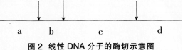 中学生物学科知识与教学能力,模拟考试,2021年教师资格证考试《生物学科知识与教学能力》（初级中学）模拟试卷3