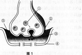 中学生物学科知识与教学能力,模拟考试,2021年教师资格证考试《生物学科知识与教学能力》（初级中学）模拟试卷1