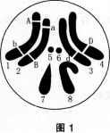 中学生物学科知识与教学能力,预测试卷,2021年教师资格证考试《生物学科知识与教学能力》（初级中学）名师预测卷3