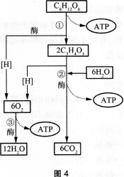 中学生物学科知识与教学能力,历年真题,2015年上半年教师资格证考试《生物学科知识与教学能力》（初级中学）真题