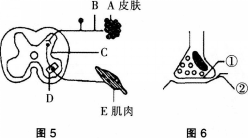 中学生物学科知识与教学能力,预测试卷,2021年教师资格证考试《生物学科知识与教学能力》（初级中学）名师预测卷4