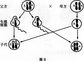 中学生物学科知识与教学能力,历年真题,2013年上半年教师资格证考试《生物学科知识与教学能力》（初级中学）真题