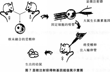 中学生物学科知识与教学能力,历年真题,2013年下半年教师资格证考试《生物学科知识与教学能力》（初级中学）真题