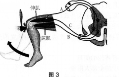 中学生物学科知识与教学能力,历年真题,2015年上半年教师资格证考试《生物学科知识与教学能力》（初级中学）真题