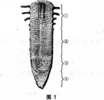 中学生物学科知识与教学能力,模拟考试,2021年教师资格证考试《生物学科知识与教学能力》（初级中学）模拟试卷2