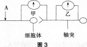 中学生物学科知识与教学能力,预测试卷,2021年教师资格证考试《生物学科知识与教学能力》（初级中学）名师预测卷4