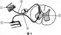 中学生物学科知识与教学能力,历年真题,2013年下半年教师资格证考试《生物学科知识与教学能力》（初级中学）真题