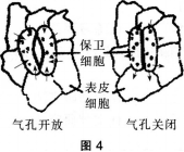 中学生物学科知识与教学能力,历年真题,2014年上半年教师资格证考试《生物学科知识与教学能力》（初级中学）真题