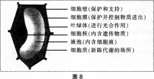 中学生物学科知识与教学能力,历年真题,2014年上半年教师资格证考试《生物学科知识与教学能力》（初级中学）真题