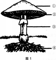 中学生物学科知识与教学能力,历年真题,2015年下半年教师资格证考试《生物学科知识与教学能力》（初级中学）真题