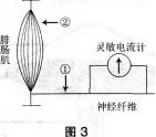 中学生物学科知识与教学能力,历年真题,2015年下半年教师资格证考试《生物学科知识与教学能力》（初级中学）真题