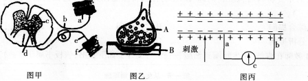 中学生物学科知识与教学能力,模拟考试,2021年教师资格证考试《生物学科知识与教学能力》（高级中学）模拟试卷3