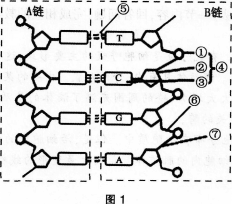 中学生物学科知识与教学能力,模拟考试,2021年教师资格证考试《生物学科知识与教学能力》（高级中学）模拟试卷4