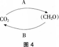 中学生物学科知识与教学能力,章节练习,基础复习,专项训练