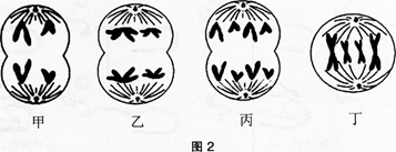 中学生物学科知识与教学能力,高分通关卷,2021年教师资格证考试《生物学科知识与教学能力》（高级中学）高分通关卷1