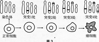 中学生物学科知识与教学能力,高分通关卷,2021年教师资格证考试《生物学科知识与教学能力》（高级中学）高分通关卷1