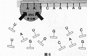 中学生物学科知识与教学能力,高分通关卷,2021年教师资格证考试《生物学科知识与教学能力》（高级中学）高分通关卷2