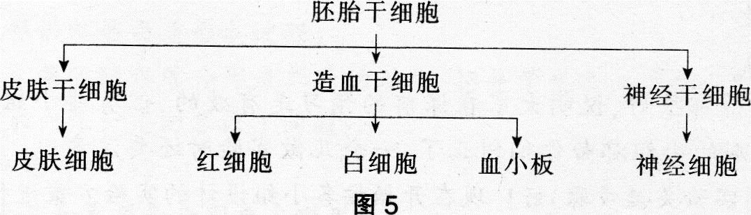 中学生物学科知识与教学能力,高分通关卷,2021年教师资格证考试《生物学科知识与教学能力》（高级中学）高分通关卷2