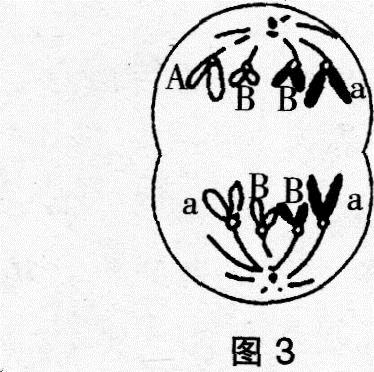 中学生物学科知识与教学能力,高分通关卷,2021年教师资格证考试《生物学科知识与教学能力》（高级中学）高分通关卷2