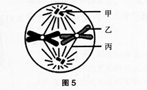 中学生物学科知识与教学能力,高分通关卷,2021年教师资格证考试《生物学科知识与教学能力》（高级中学）高分通关卷2