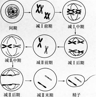 中学生物学科知识与教学能力,模拟考试,2021年教师资格证考试《生物学科知识与教学能力》（高级中学）模拟试卷7