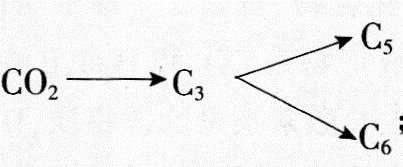 中学生物学科知识与教学能力,模拟考试,2021年教师资格证考试《生物学科知识与教学能力》（高级中学）模拟试卷5