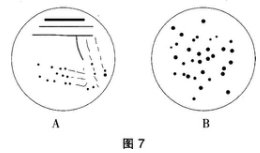 中学生物学科知识与教学能力,章节练习,基础复习,专项训练