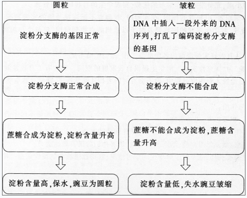 中学生物学科知识与教学能力,章节练习,基础复习,专项训练