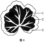 中学生物学科知识与教学能力,历年真题,2018年下半年教师资格证考试《生物学科知识与教学能力》（初级中学）真题