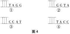 中学生物学科知识与教学能力,历年真题,2018年上半年教师资格证考试《生物学科知识与教学能力》（初级中学）真题