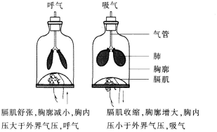 中学生物学科知识与教学能力,历年真题,2018年上半年教师资格证考试《生物学科知识与教学能力》（初级中学）真题