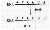 中学生物学科知识与教学能力,历年真题,2017年下半年教师资格证考试《生物学科知识与教学能力》（高级中学）真题