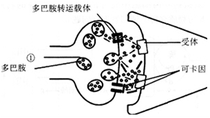 中学教师招聘,押题密卷,2021年教师招聘考试《中学生物》考前押题3