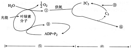 中学教师招聘,历年真题,2016年教师招聘考试《中学生物》真题精选2