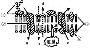 中学教师招聘,历年真题,2016年教师招聘考试《中学生物》真题精选3