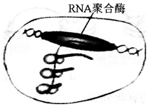 中学教师招聘,历年真题,2016年教师招聘考试《中学生物》真题精选3