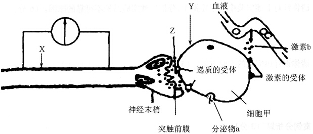 中学教师招聘,历年真题,2016年教师招聘考试《中学生物》真题精选3