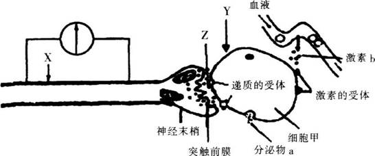 中学教师招聘,历年真题,2017年教师招聘考试《中学生物》真题精选2