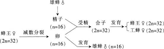 中学教师招聘,历年真题,2017年教师招聘考试《中学生物》真题精选3