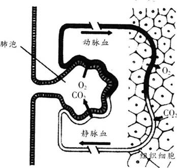 中学教师招聘,历年真题,2017年教师招聘考试《中学生物》真题精选2