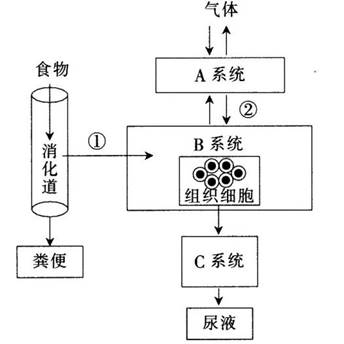 中学教师招聘,历年真题,2017年教师招聘考试《中学生物》真题精选3