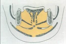 口腔医学353,章节练习,基础复习,口腔颌面外科学