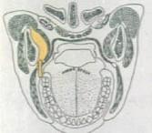口腔医学353,章节练习,基础复习,口腔颌面外科学