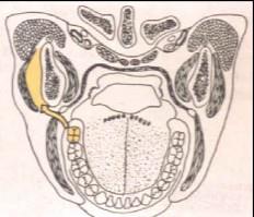 口腔医学353,章节练习,基础复习,口腔颌面外科学