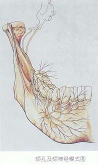 口腔医学353,章节练习,基础复习,口腔颌面外科学
