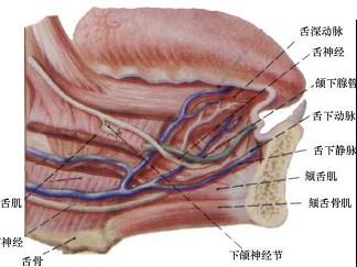 口腔医学353,章节练习,基础复习,口腔颌面外科学